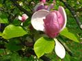 Chinese magnolia